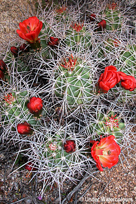 Joshua Tree Desert Flowers