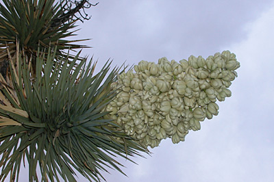 Joshua Tree Desert Flowers
