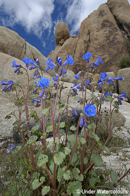 Joshua Tree Desert Flowers