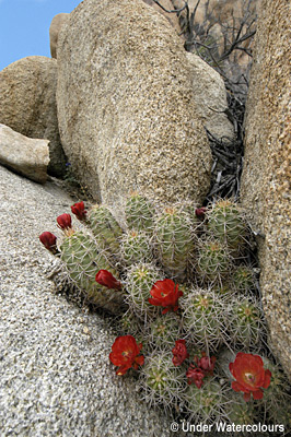 Joshua Tree Desert Flowers