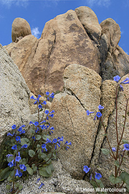 Joshua Tree Desert Flowers