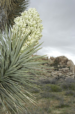 Joshua Tree Desert Flowers