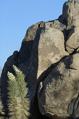 Joshua Tree Desert Flowers