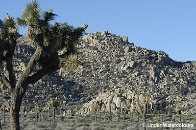 Joshua Tree Desert Flowers