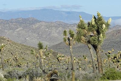 Joshua Tree Desert Flowers
