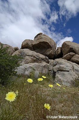 Joshua Tree Desert Flowers