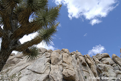 Joshua Tree Desert Flowers