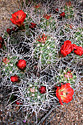 Joshua Tree Desert Flowers