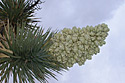 Joshua Tree Yucca Flower