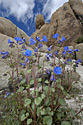 Joshua Tree Desert Flowers