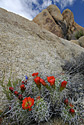 Joshua Tree Desert Flowers