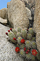 Joshua Tree Desert Flowers