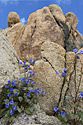 Joshua Tree Desert Flowers