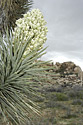 Joshua Tree Yucca Flower