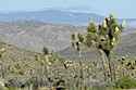 Joshua Tree Photos