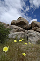 Joshua Tree Desert Flowers