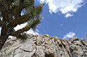 Joshua Tree Photos