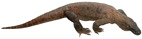 komodo_dragon.png