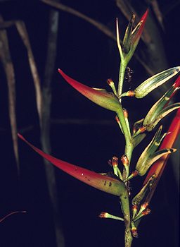 Heliconia - Bird of Paradise