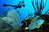 British Virgin Islands Underwater Photos
