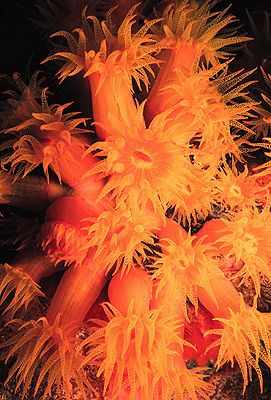 British Virgin Islands Underwater Photos