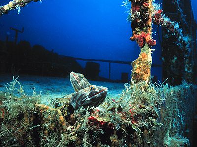 British Virgin Islands Underwater Photos