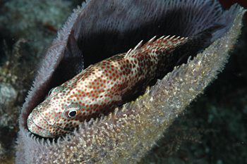 digital underwater photography from cozumel