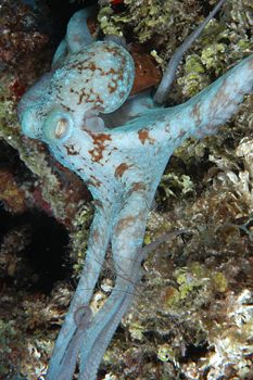 digital underwater photography from cozumel