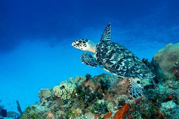 digital underwater photography from cozumel