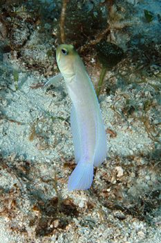 digital underwater photography from cozumel