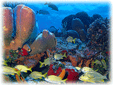 Tormentos Reef - Cozumel