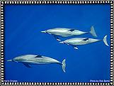 Nai'a Dolphins