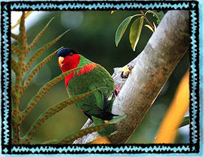 Fiji Kula Bird