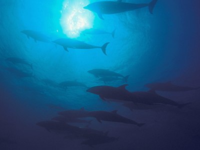 GALAPAGOS Dolphins - Darwin Island