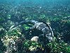 GALAPAGOS Marine Iguana