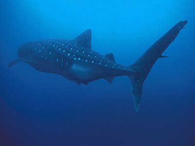 GALAPAGOS Whale Shark - Darwin Island