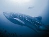 GALAPAGOS Whale Shark