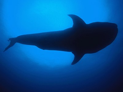 GALAPAGOS Whale Shark - Darwin Island