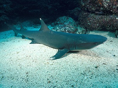 GALAPAGOS Whitetip Shark