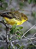 GALAPAGOS - Yellow Warbler