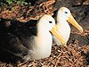 GALAPAGOS Albatross Pair
