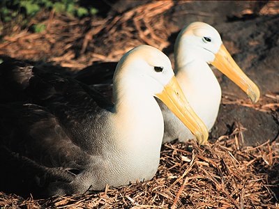 Albatross Pair