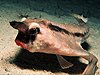 GALAPAGOS Red-Lipped Batfish