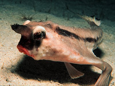 Red-Lipped Batfish