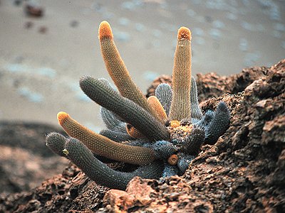 Bartolome Cactus