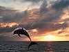 GALAPAGOS Dolphin Sunset