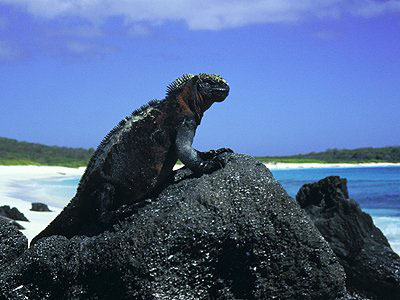 Marine Iguana at Española Island