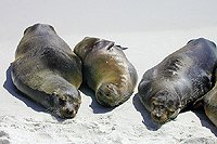 California Sea Lion