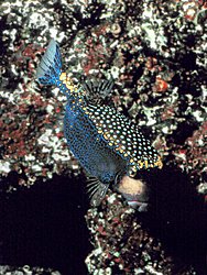 Pacific Boxfish, Male