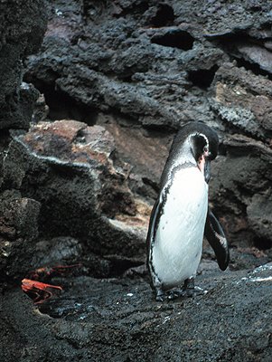 Galapagos Penquin